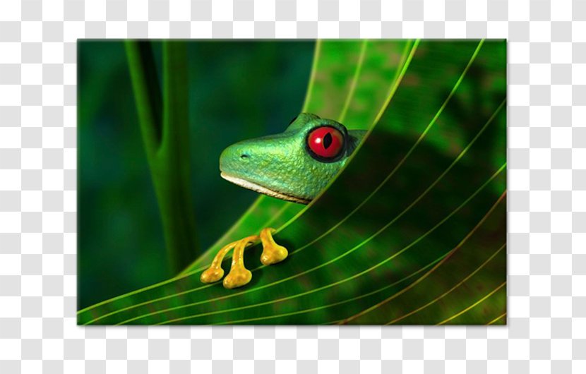 Amazon Rainforest Red-eyed Tree Frog Stock Photography - Whitelipped Transparent PNG