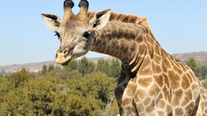 Northern Giraffe Neck Pain Nuchal Rigidity Animal - Organism Transparent PNG