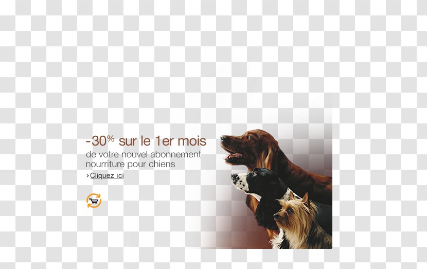 Dog Breed Advertising Leash - Amazon Promo Code 2013 Transparent PNG