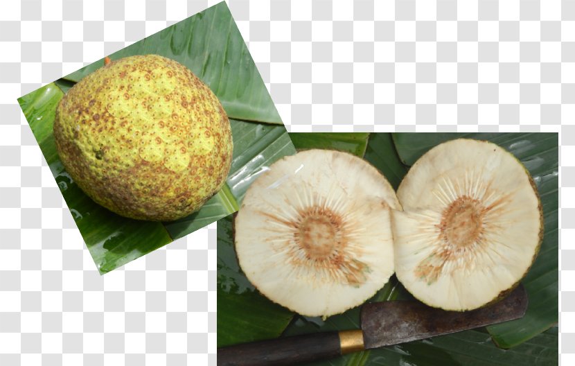 Superfood Fruit - THORAN Transparent PNG