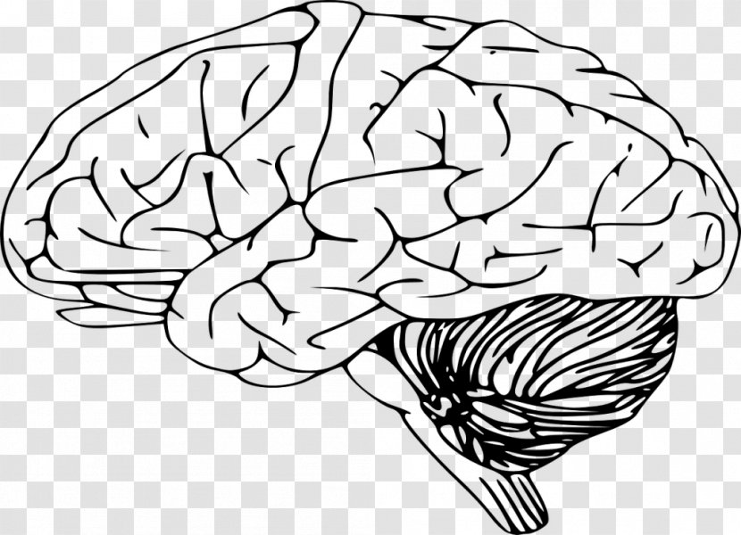 Outline Of The Human Brain Clip Art - Frame Transparent PNG