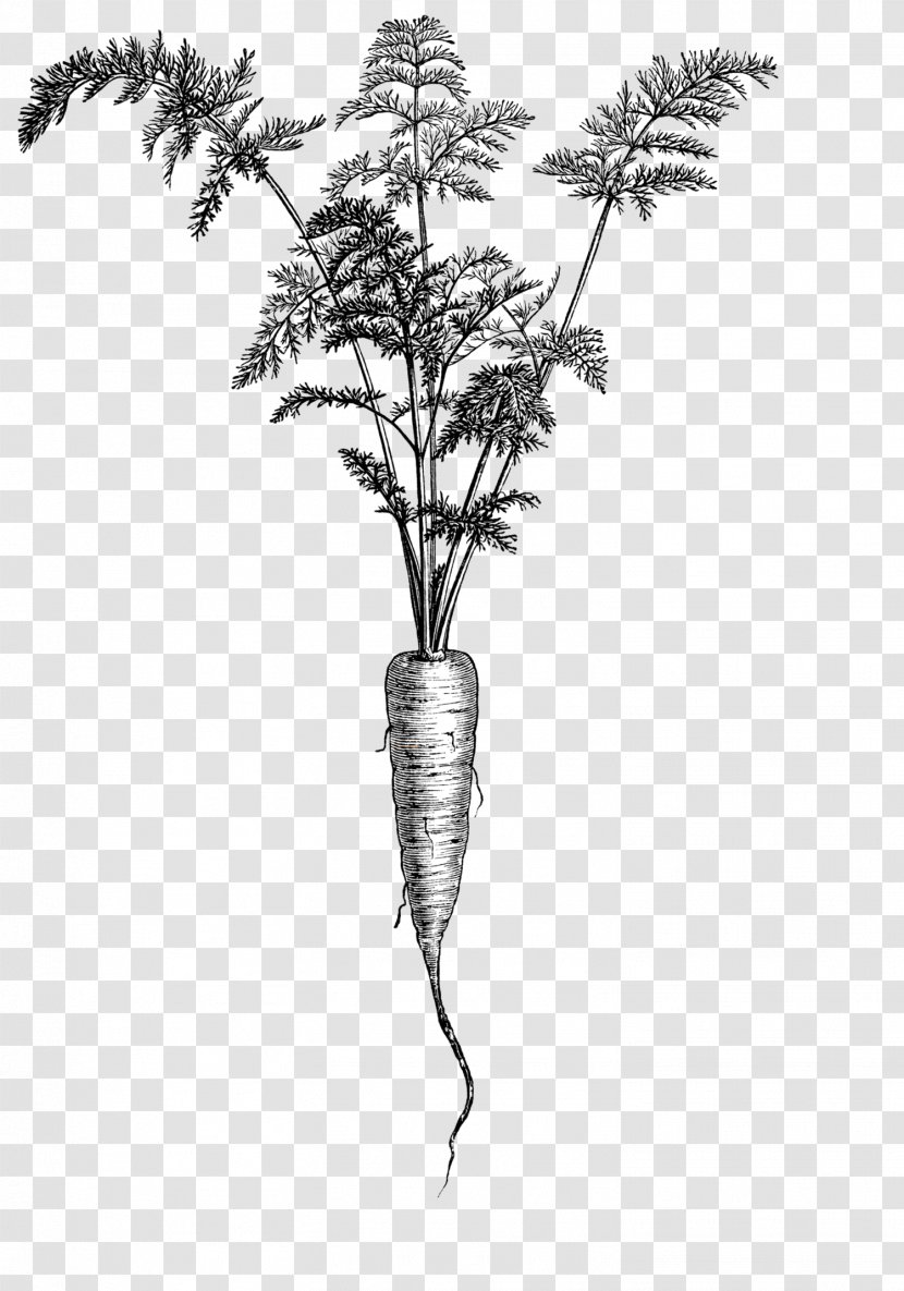 Carrot Drawing The Illustrated Dictionary Of Gardening Botanical Illustration Clip Art - Monochrome Photography Transparent PNG