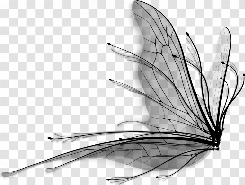 Butterfly Wing Product Design Line - Moths And Butterflies - Quill Transparent PNG