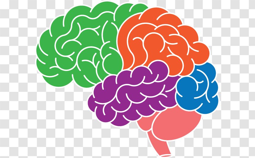 Brain Clip Art Mon Cerveau Superstar: Le Seul Organe Irremplaçable Neuroplasticity Image - Flower - Placebo Effect Transparent PNG