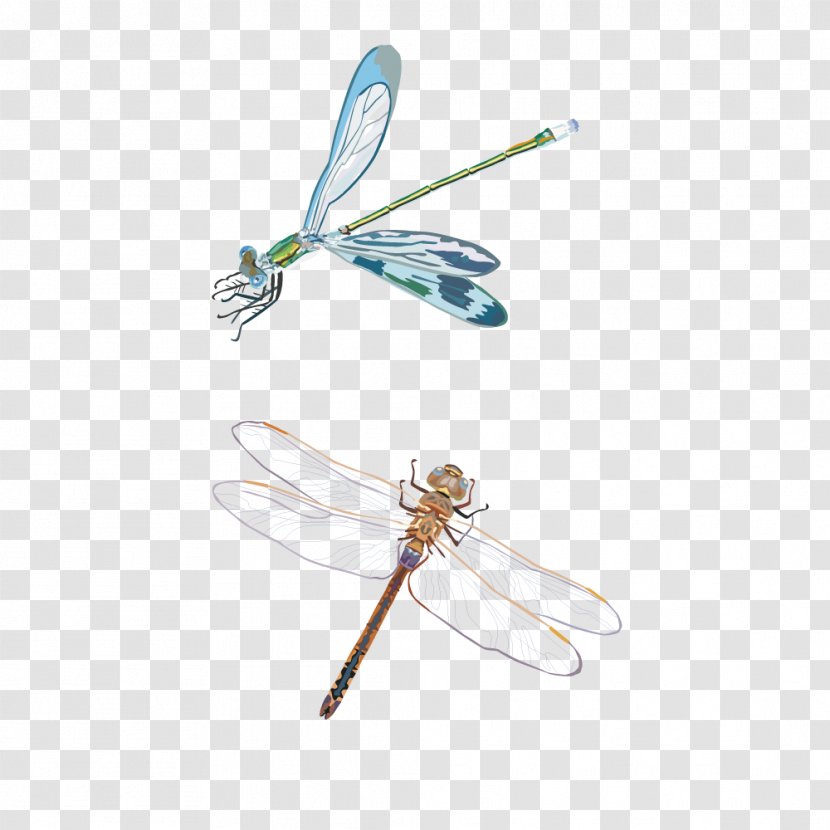 Dragonfly Insect - Wing - Vector Material Transparent PNG