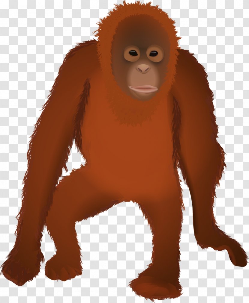 Gorilla Orangutan Primate Monkey Animal - Homo Sapiens Transparent PNG