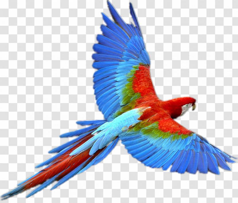 Parrot Bird Flight - Display Resolution Transparent PNG