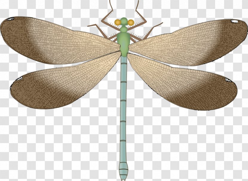 Dragonfly Insect Clip Art Vector Graphics - Rgb Color Model Transparent PNG