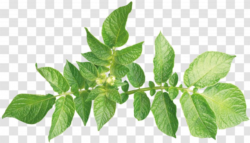 Leaf Plant Leaves Hormone Foot - Lemon Basil - Green Transparent PNG