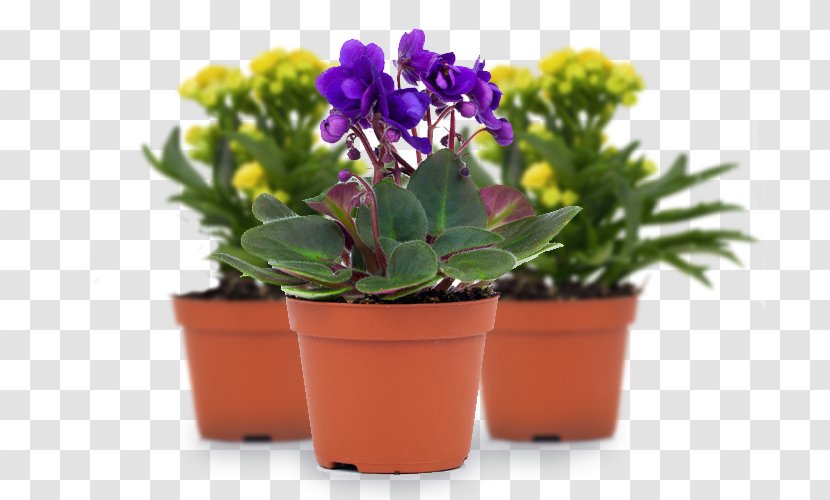 Southampton Sight Flowerpot Visual Perception Charitable Organization Vision Loss - Plant - Perennial Transparent PNG