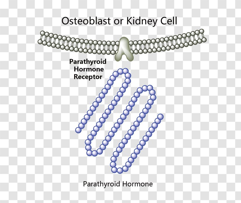 Parathyroid Hormone Gland Abaloparatide Teriparatide Pasireotide - Pearl - Melanocytestimulating Transparent PNG