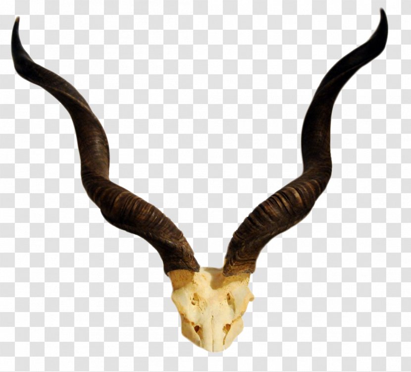 Horn Antelope Greater Kudu Skull - Blesbok - Realistic Claw Transparent PNG
