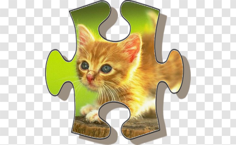 Cat Kitten Desktop Wallpaper - Video Transparent PNG