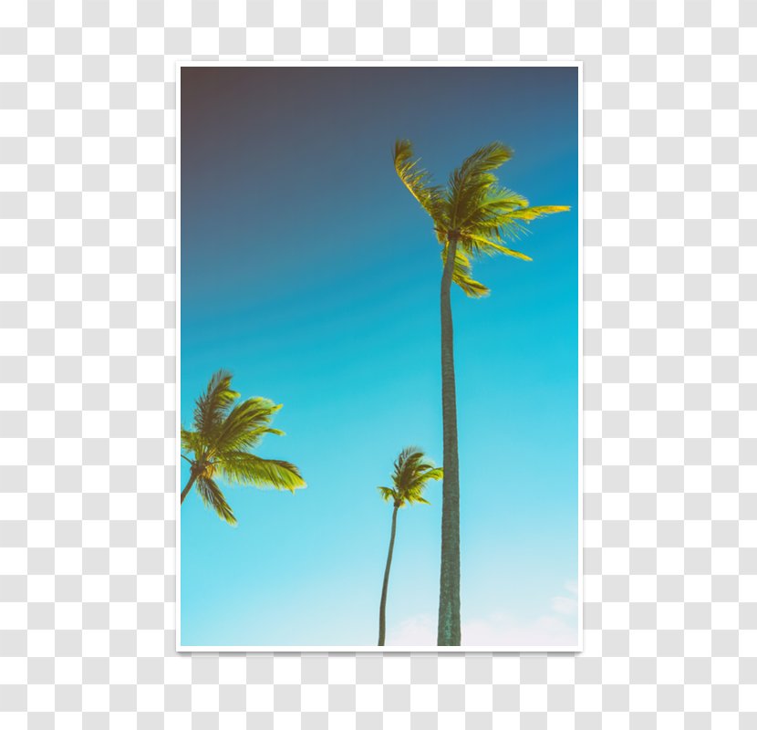 Coconut Palm Trees Plants Room - Organism Transparent PNG