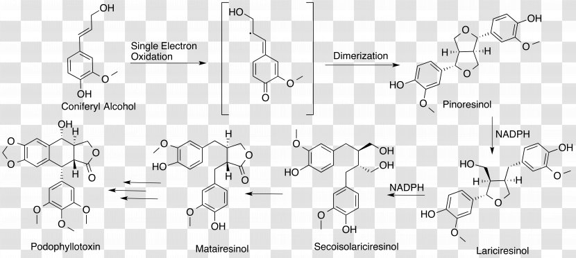 Podophyllotoxin Biosynthesis Lignan Etoposide Coniferyl Alcohol - Pharmaceutical Drug - Pathway Transparent PNG