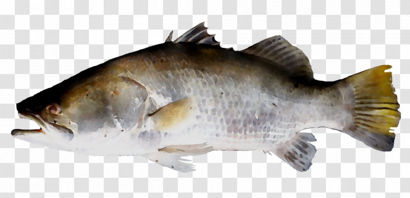 Common Carp Fish Barramundi Tilapia - Drawing Transparent PNG