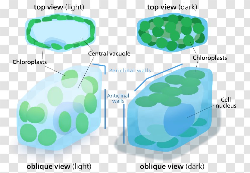 Chloroplast Plant Cell Organelle - Organism Transparent PNG