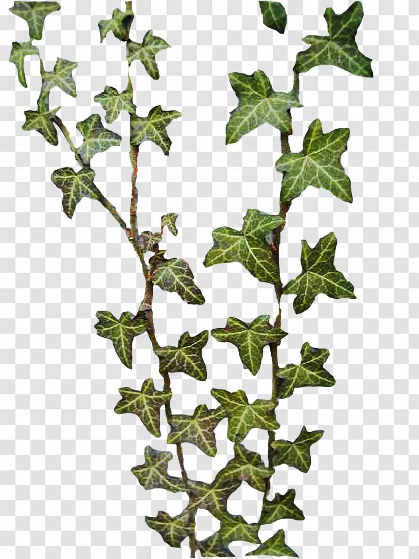 Common Ivy Hedera Nepalensis Hibernica Rhombea Canariensis - Tree Transparent PNG