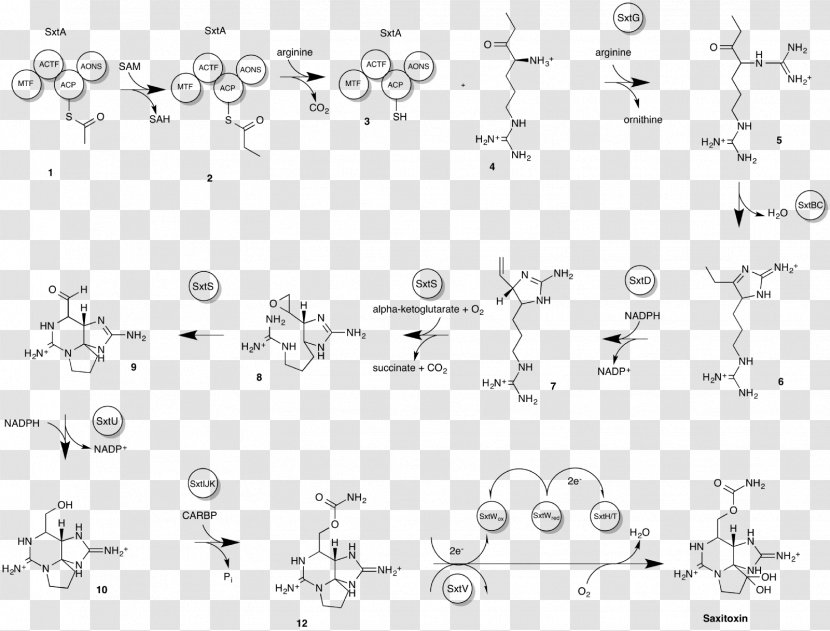 Saxitoxin Tetrodotoxin Diagram Paralytic Shellfish Poisoning - Toxicology - Handwriting Transparent PNG