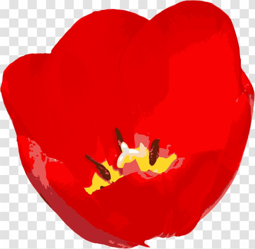 Flowering Plant Love Tulip Petal - Seed - Red Rose Transparent PNG