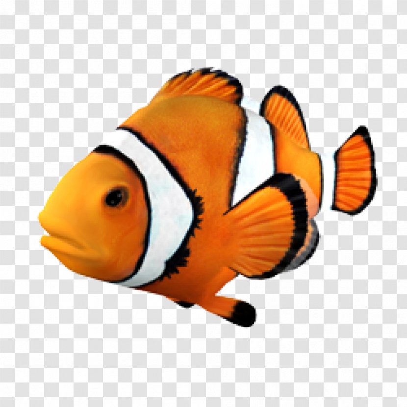 Goldfish Clownfish Angelfish Tropical Fish - Organism Transparent PNG