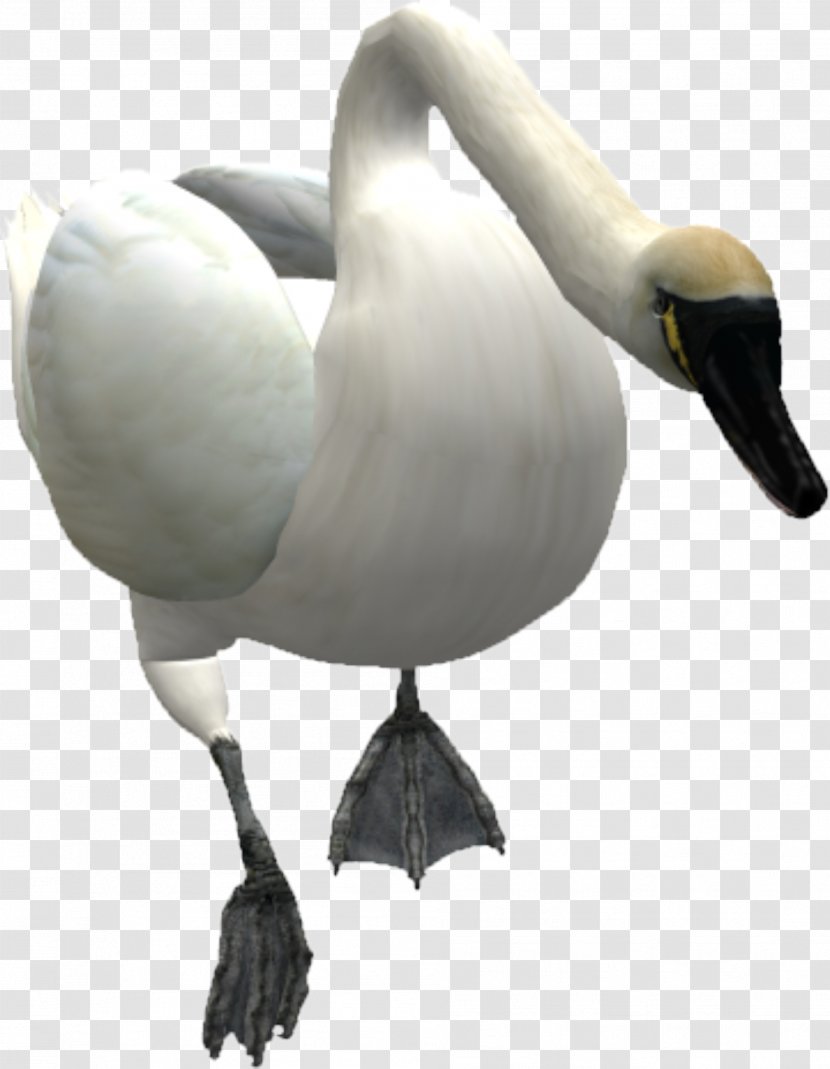 Mute Swan Goose Bird - Water - Animals Transparent PNG