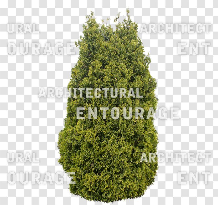 Spruce Conifers Tree Shrub - Plant Transparent PNG