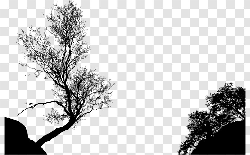 Silhouette Tree Branch Clip Art - Photography Transparent PNG