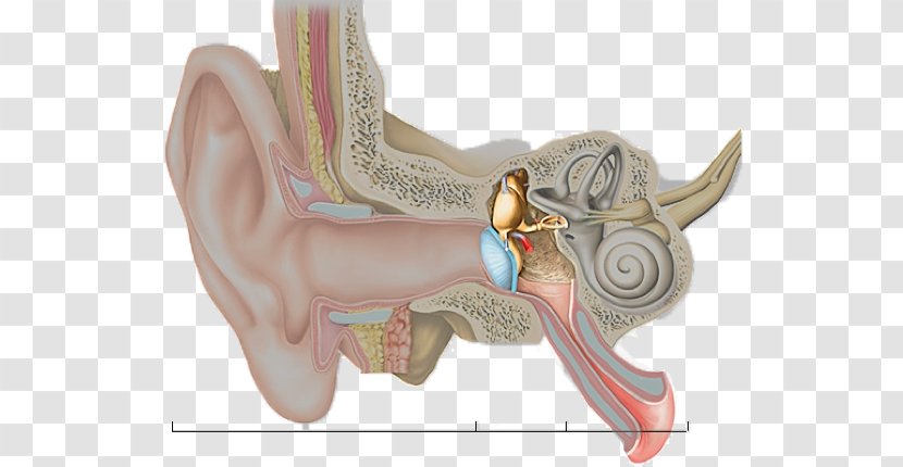 Hearing Inner Ear Middle Outer - Watercolor Transparent PNG