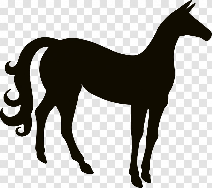 Horse - Colt - Cartoon Transparent PNG