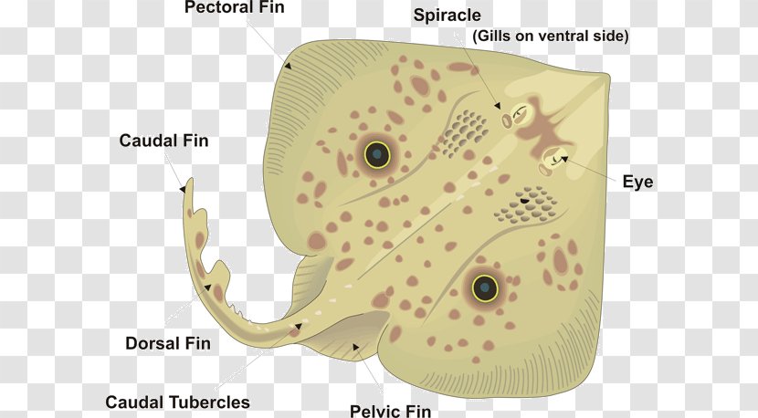 Common Skate Batoidea Anatomy Ventraal - Watercolor - Ray Fish Transparent PNG