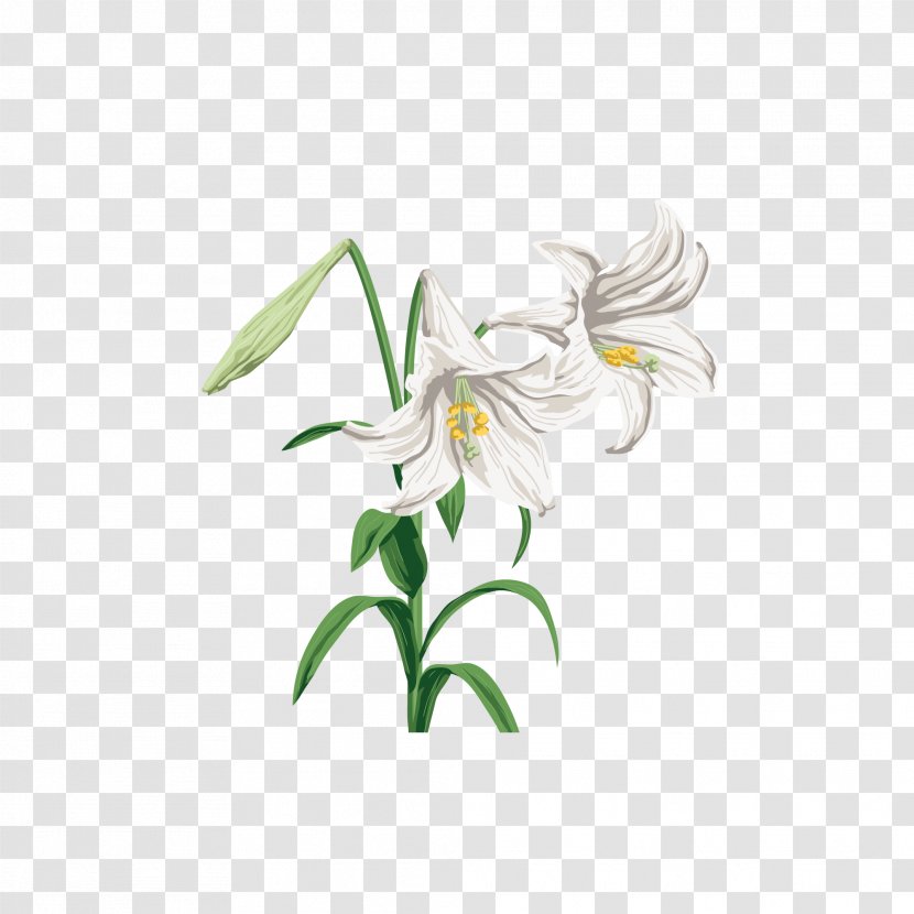 Lilium Graphic Design - Flowering Plant - Hand-painted Lily Transparent PNG