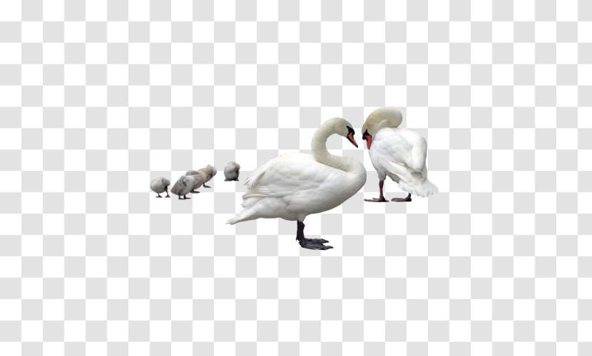 Cygnini Swimming Bird DeviantArt - Ducks Geese And Swans - White Goose Vision Transparent PNG