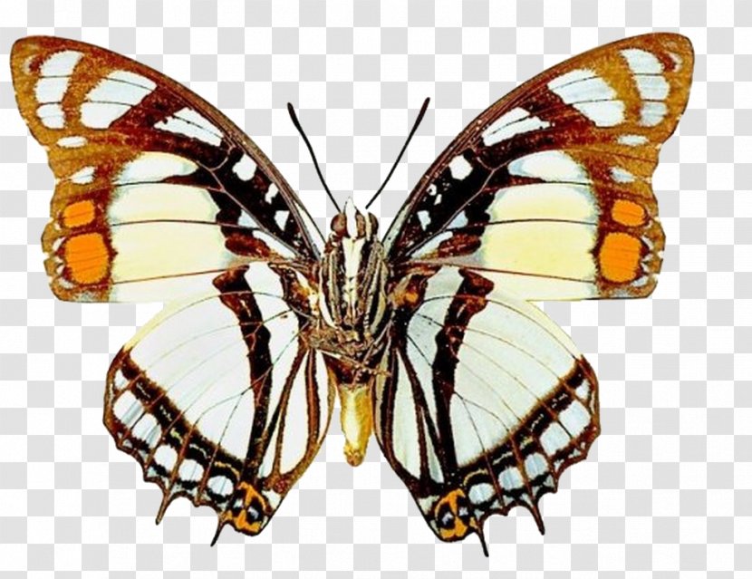 Butterfly Paper Printing Printmaking Drawing - Invertebrate Transparent PNG