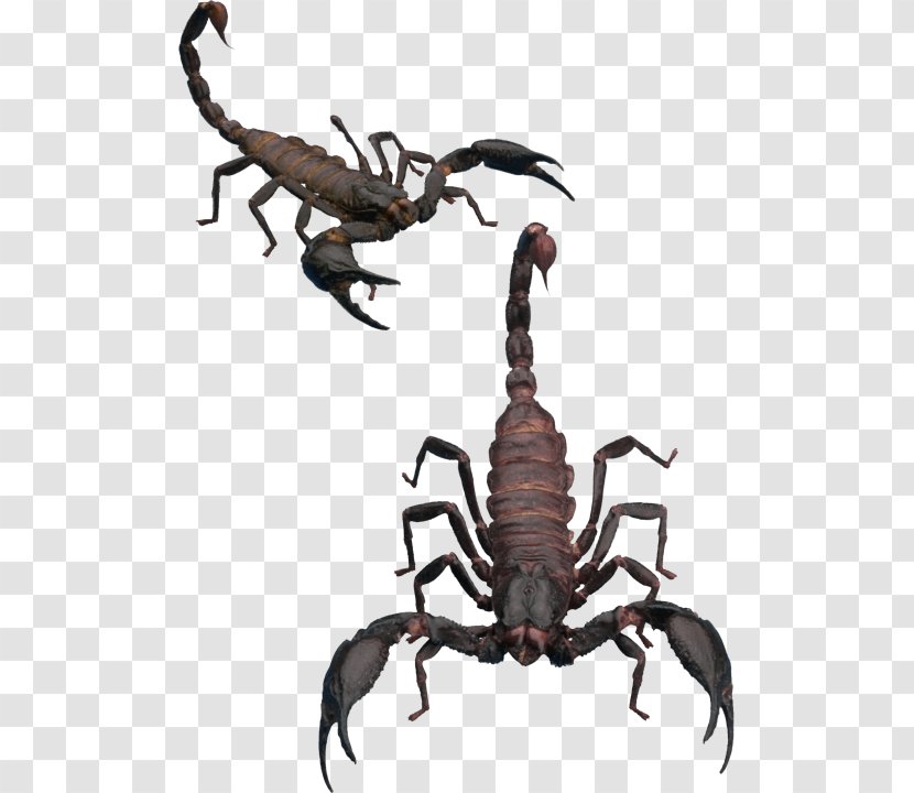 Scorpion Invertebrate Clip Art - Pulmonoscorpius Kirktonensis - Pictures Transparent PNG