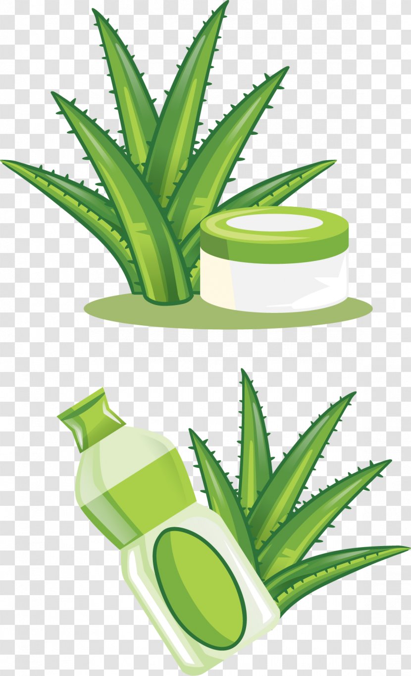 Aloe Vera Euclidean Vector Cdr - Plant - Hand-painted Skin Care Products Transparent PNG