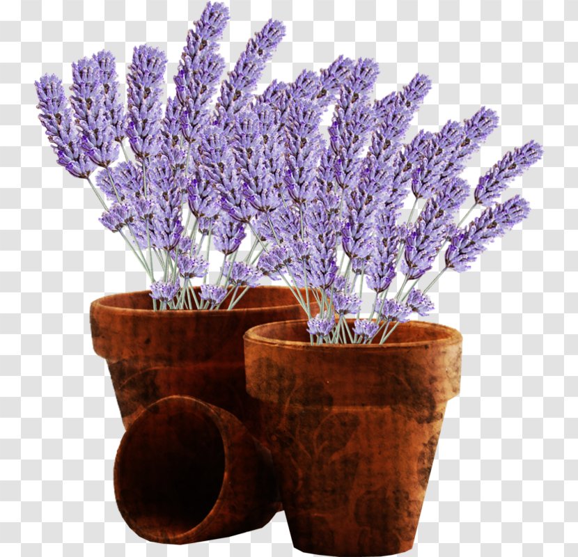 Flowerpot Clip Art - English Lavender - Flower Transparent PNG