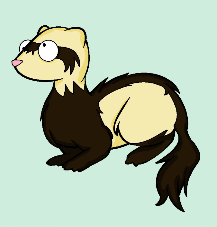 Duck Water Bird Vertebrate Anatidae - Ferret Transparent PNG