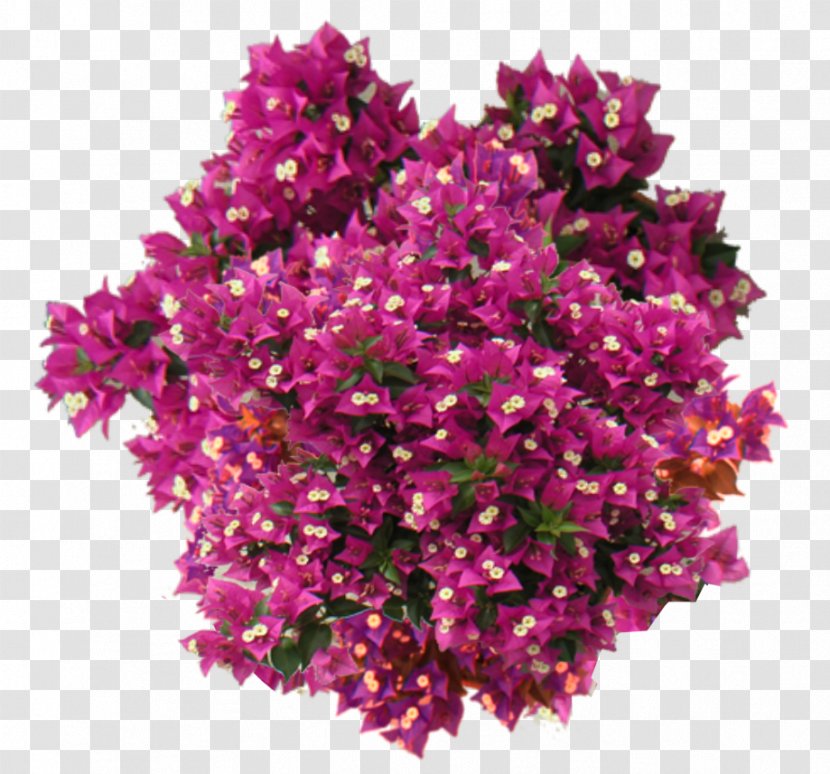 Flowering Plant Shrub Bougainvillea - Cut Flowers - Vegetation Transparent PNG