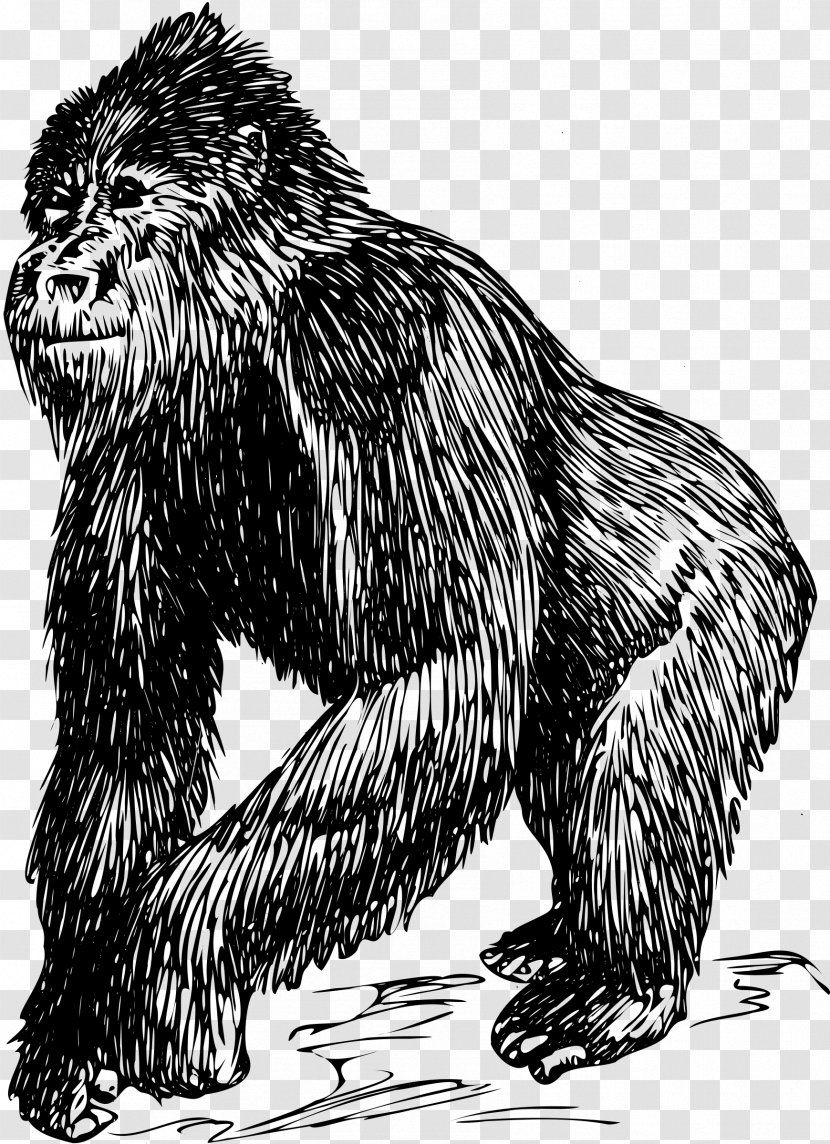 Mountain Gorilla Drawing Ape Clip Art - Terrestrial Animal - Clipart Transparent PNG