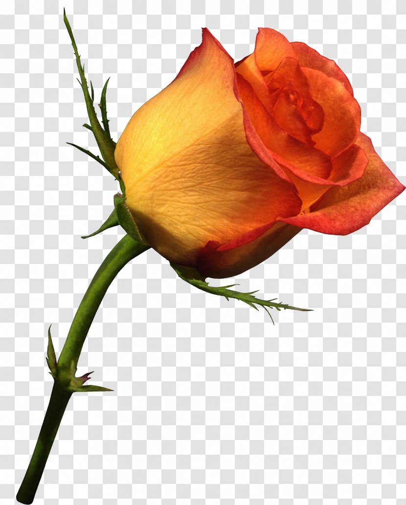Rose Flower Clip Art Orange - Color Transparent PNG