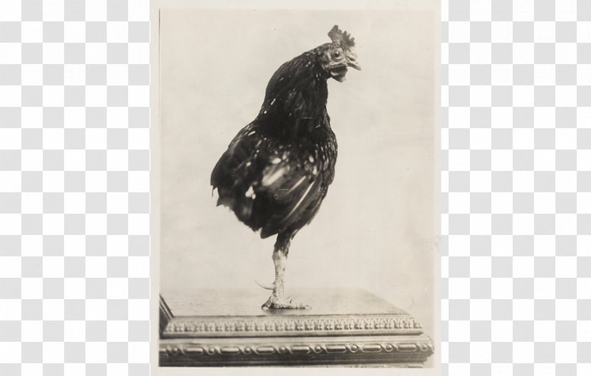 White House Dog Cat Pet President Of The United States - Rooster Transparent PNG