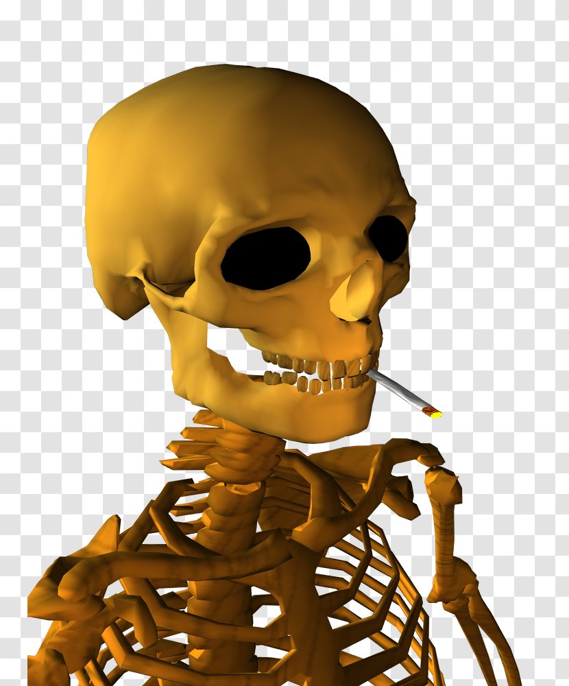 Skeleton Nose Human Behavior Organism Skull Transparent PNG