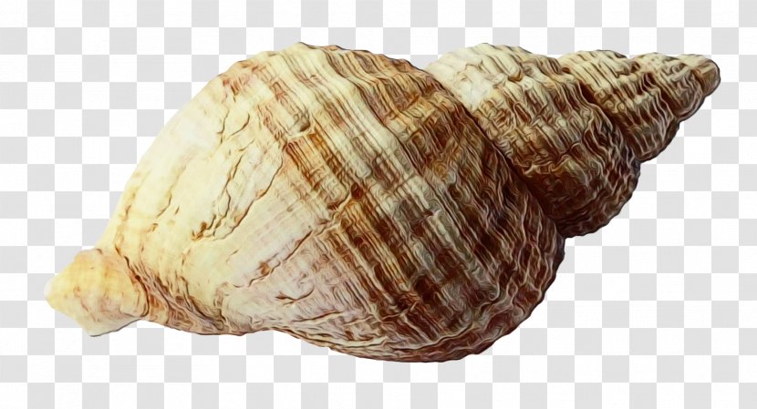 Beach Cartoon - Shell - Musical Instrument Sea Snail Transparent PNG