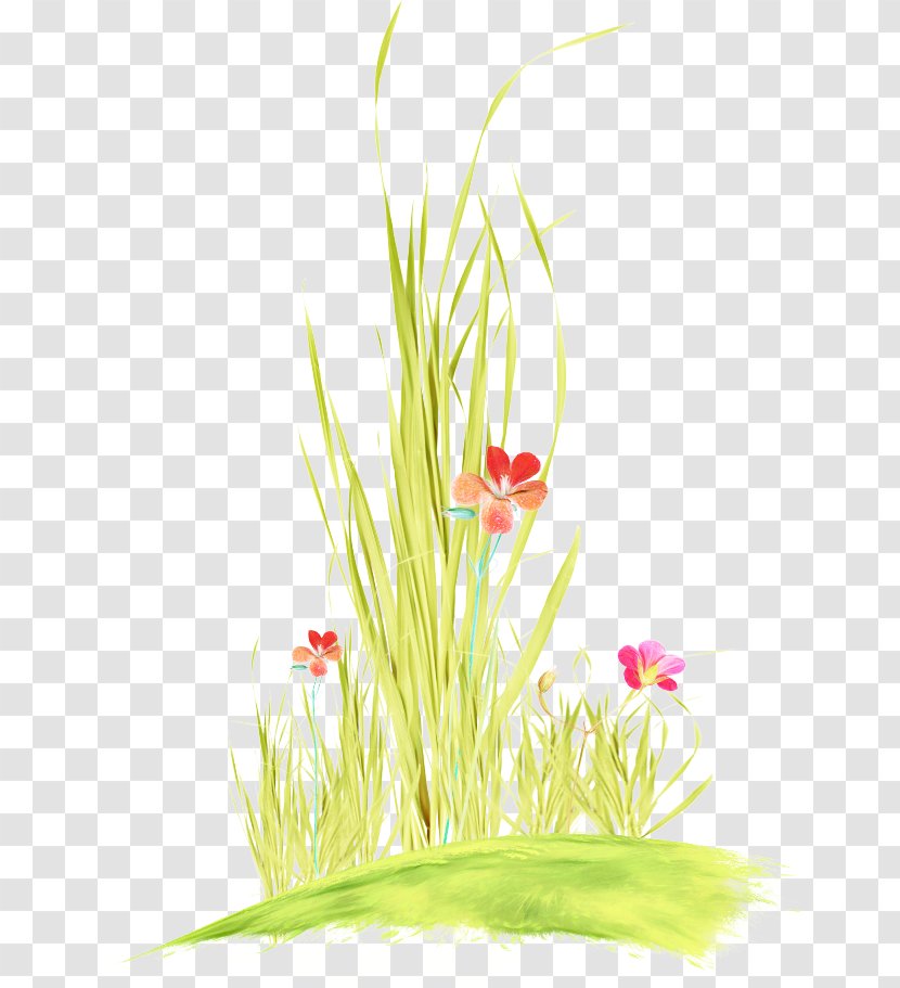 Grass Plant Flower Family Flowering - Wildflower Stem Transparent PNG
