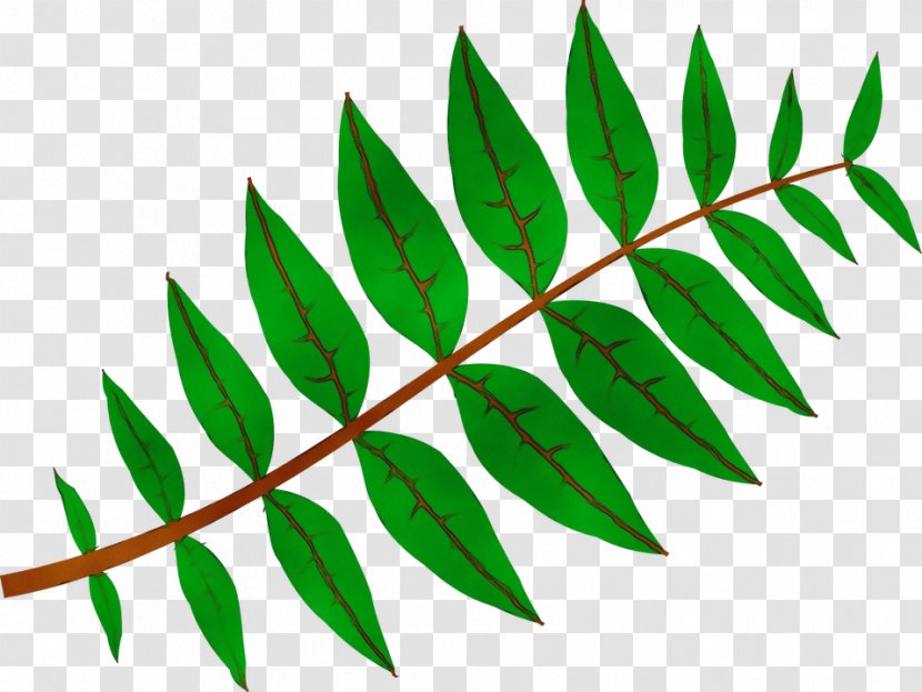 Maple Leaf - Vascular Plant Twig Transparent PNG