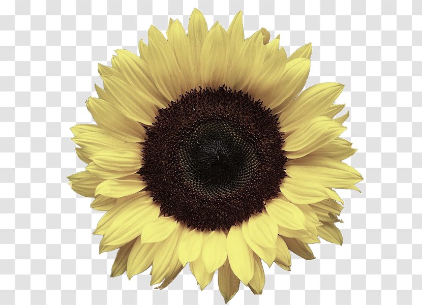 Image Clip Art Common Sunflower Desktop Wallpaper - Petal Transparent PNG