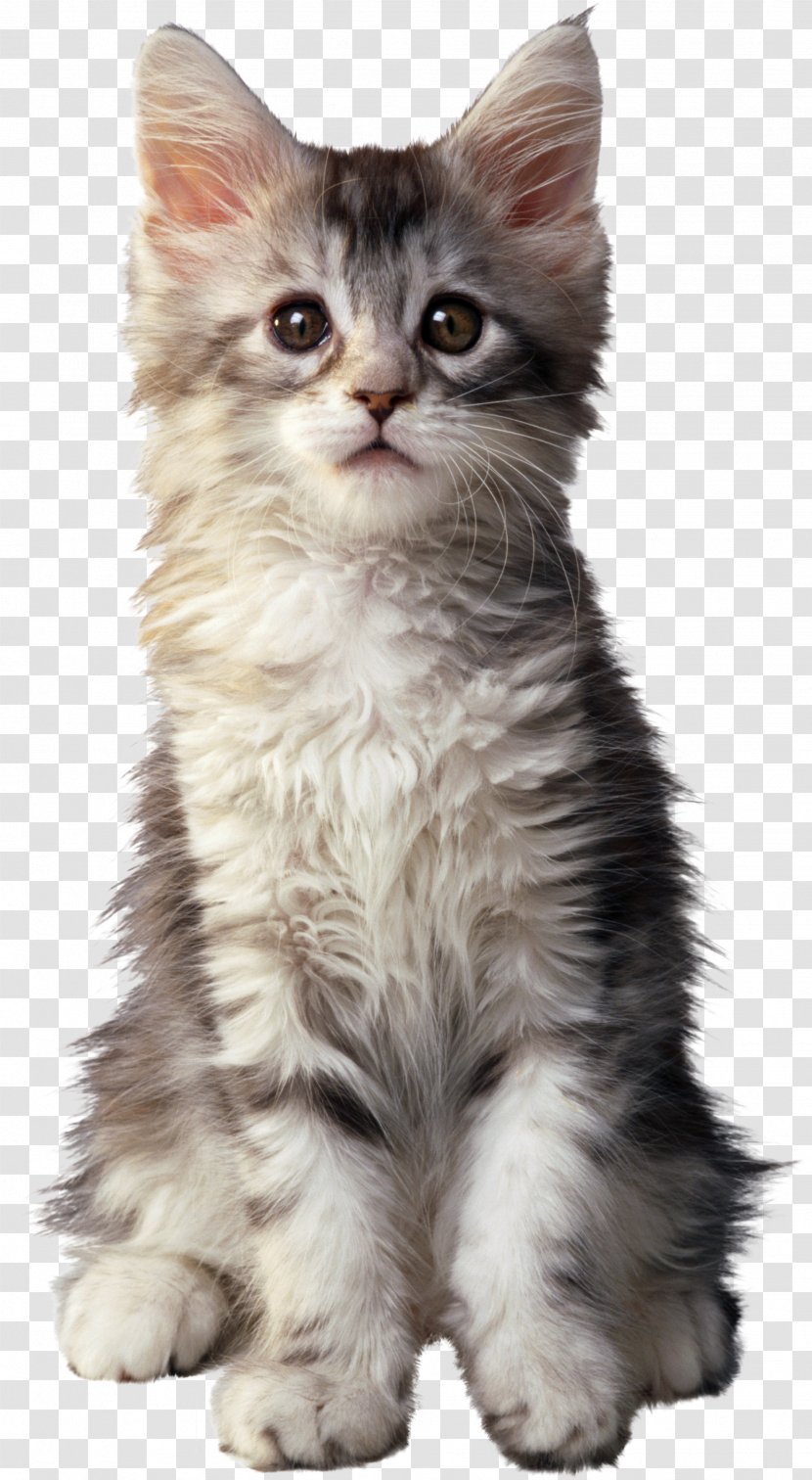 Kitten British Shorthair Persian Cat American Maine Coon - Domestic Long Haired Transparent PNG