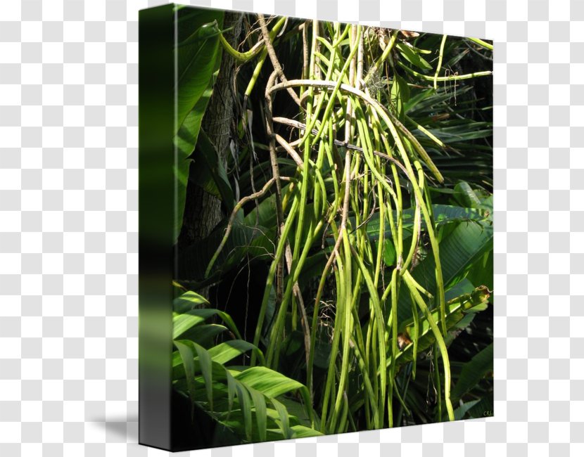 Grasses Tree Terrestrial Plant Family - Organism - Vanilla Bean Transparent PNG