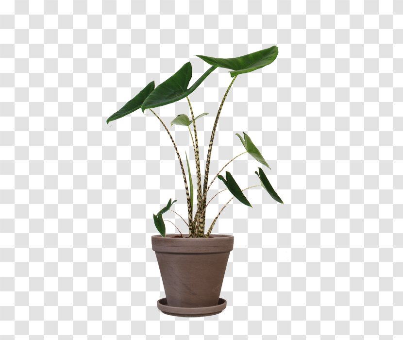 New Guinea Shield Areca Palm Houseplant Plants Alocasia Zebrina - Chinese Money Plant Transparent PNG